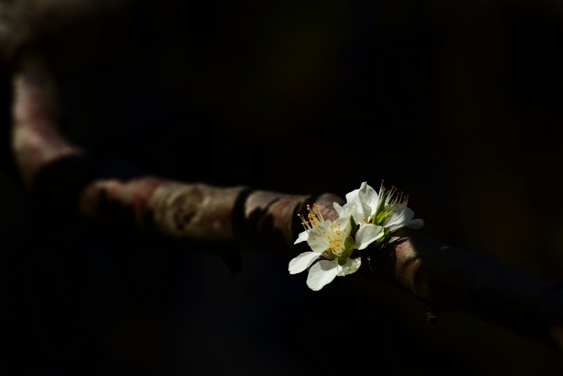 山桃花图片