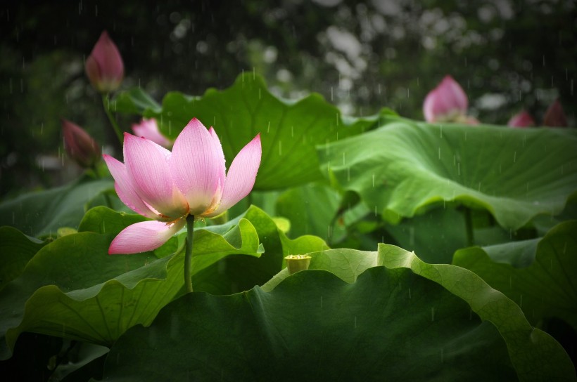 風雨中荷花圖片