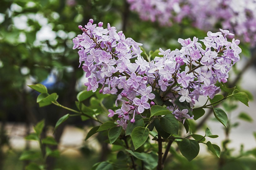 紫色的丁香花图片