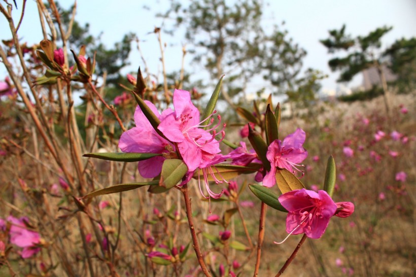 长春御花园金达莱花图片