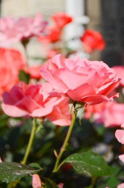 花園里的月季花圖片