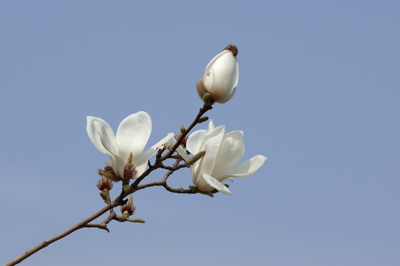 玉兰花图片