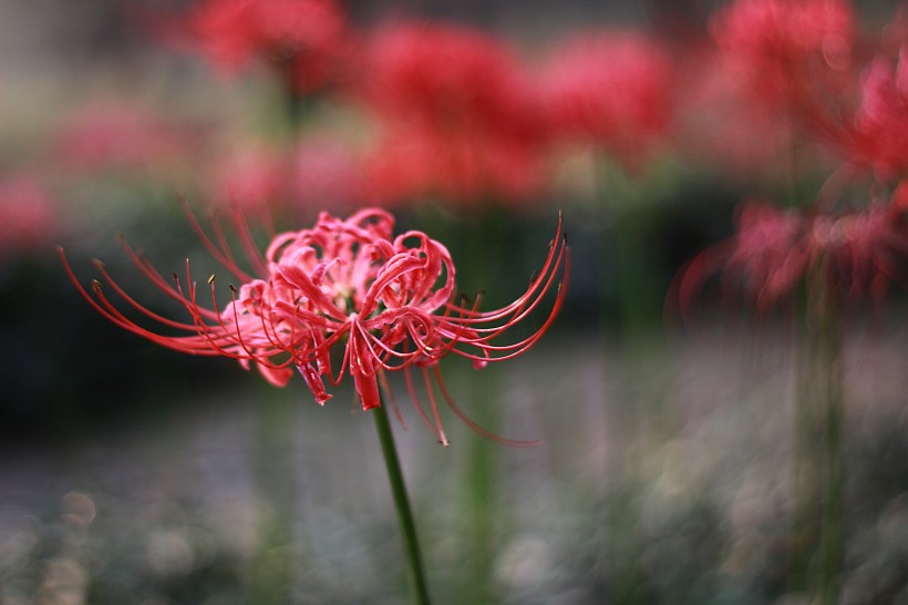 曼珠沙華花卉圖片