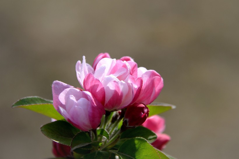 粉色海棠花图片