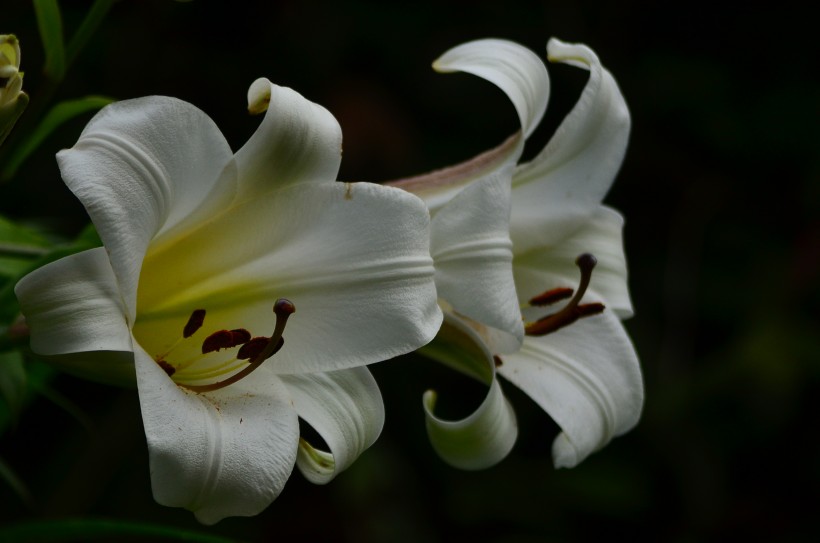 百合花圖片