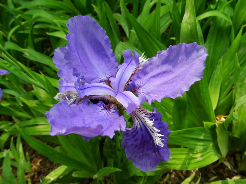 鸢尾花图片