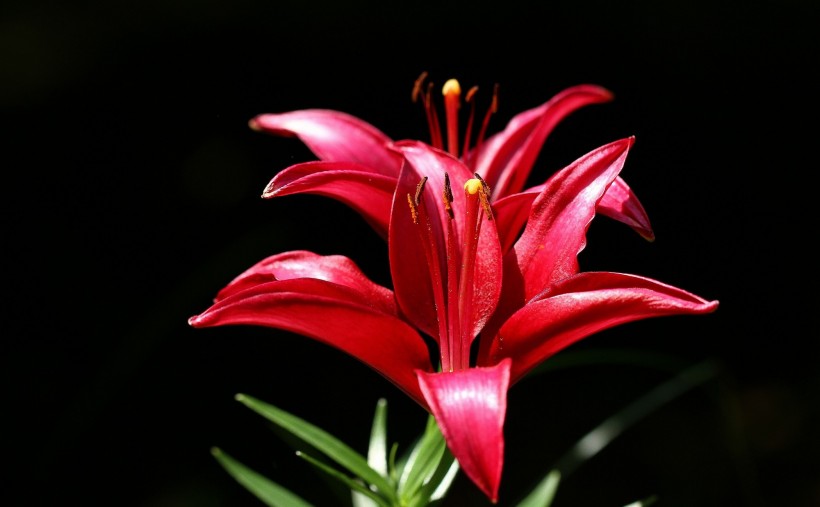 各种颜色的百合花图片