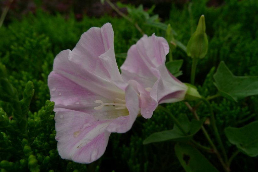 野牵牛花图片