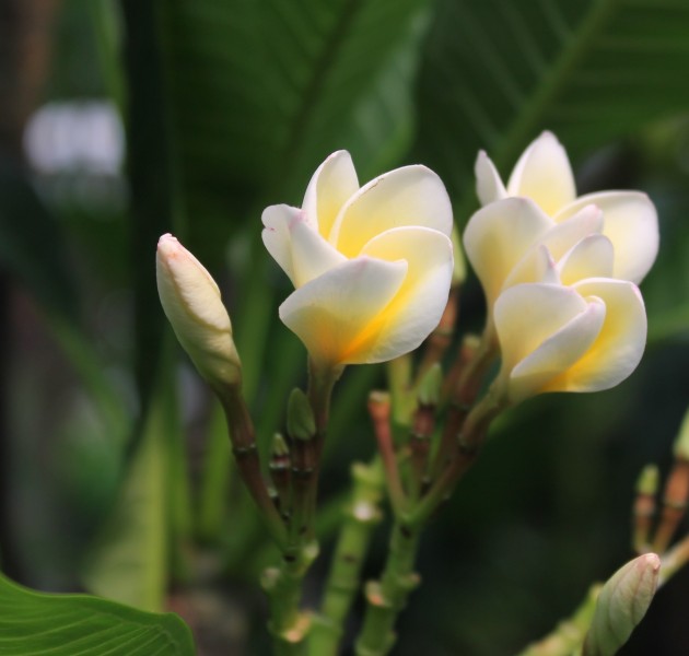 淡黄色的鸡蛋花图片