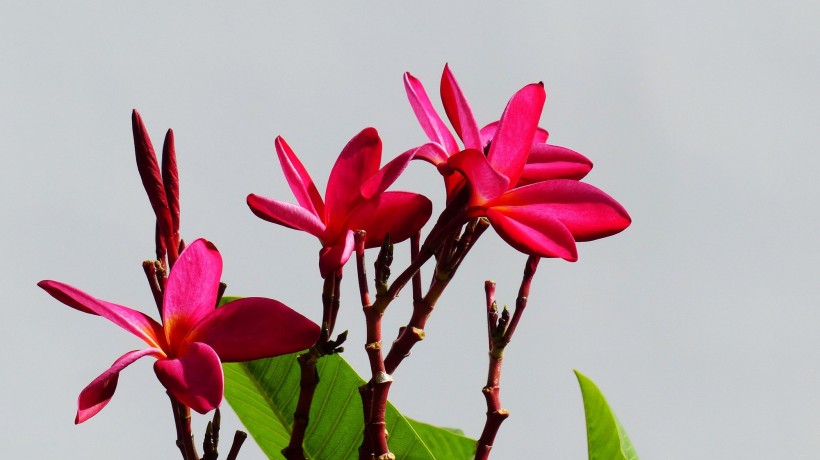 红色鸡蛋花图片