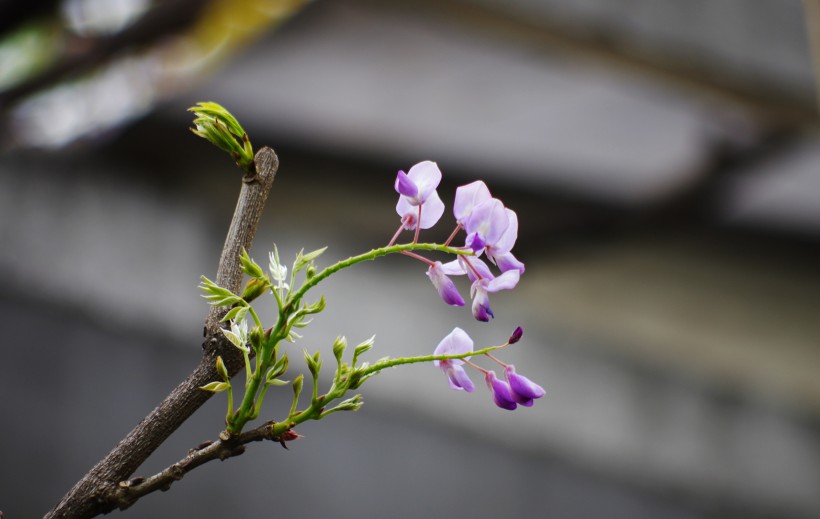 紫藤花卉图片