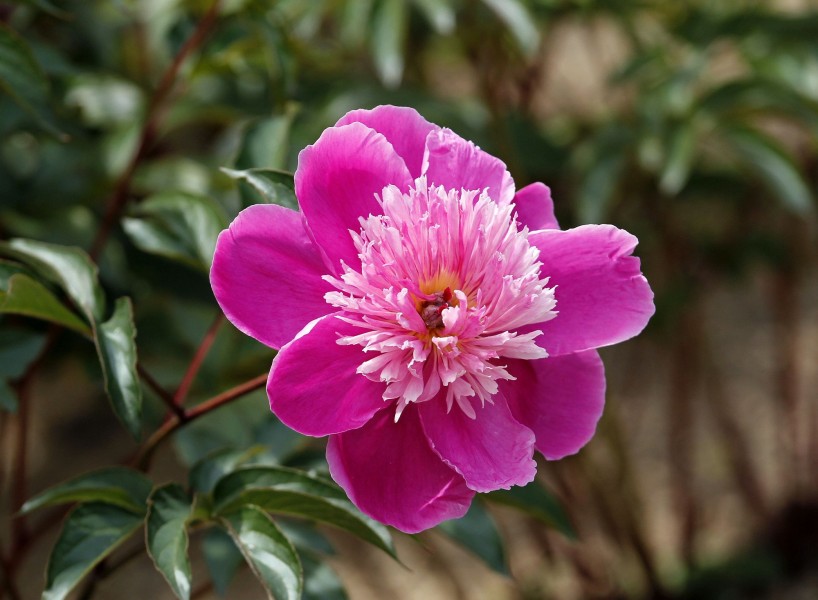 芍药图片