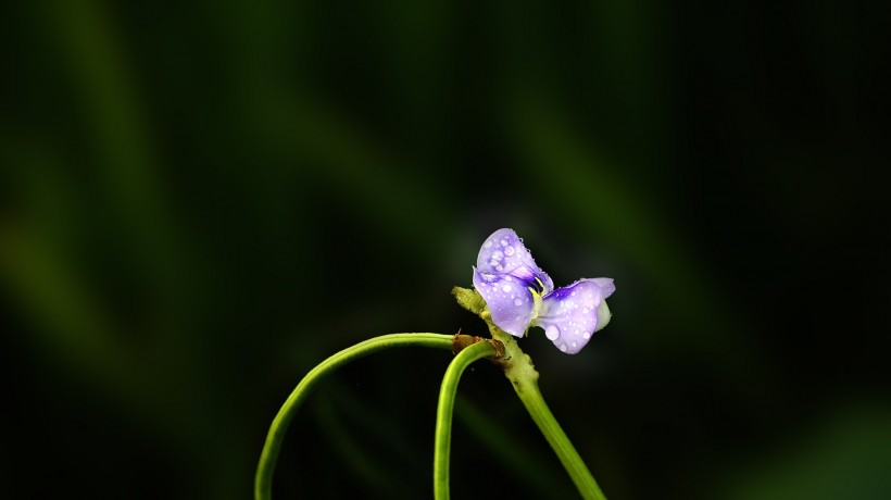 清新豆角花图片