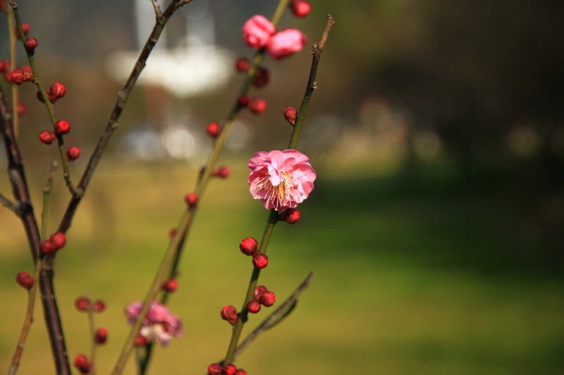 梅花图片