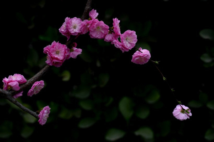 粉紅色杏花圖片