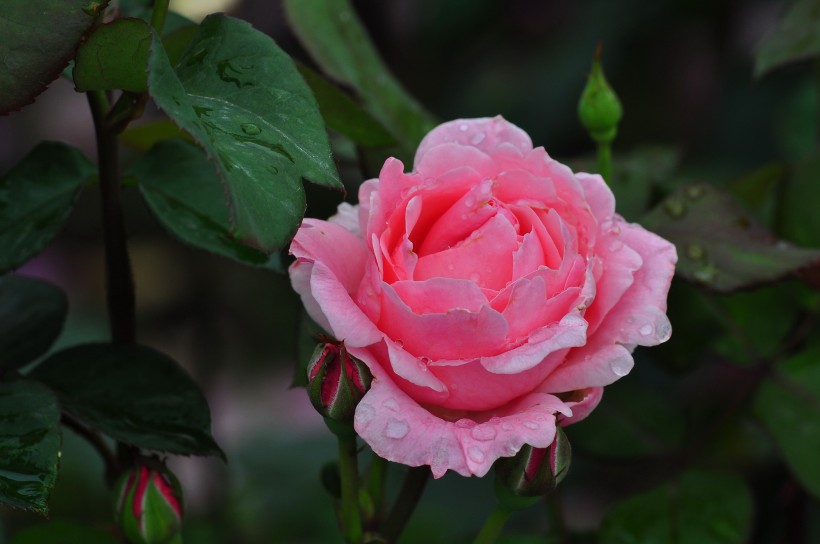 雨后的月季花圖片