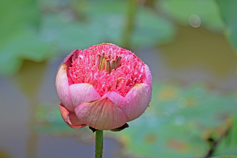 荷花圖片