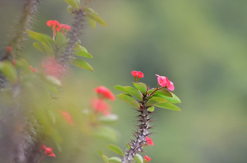 个性虎刺梅花卉图片