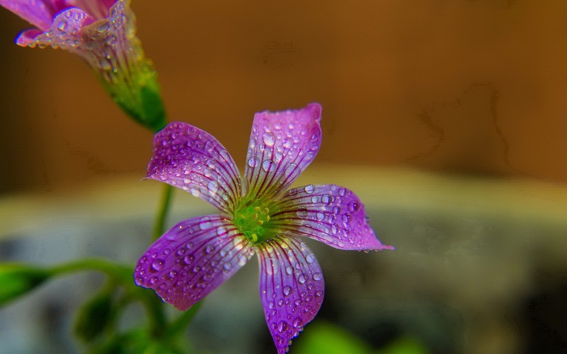 炸酱草花卉图片