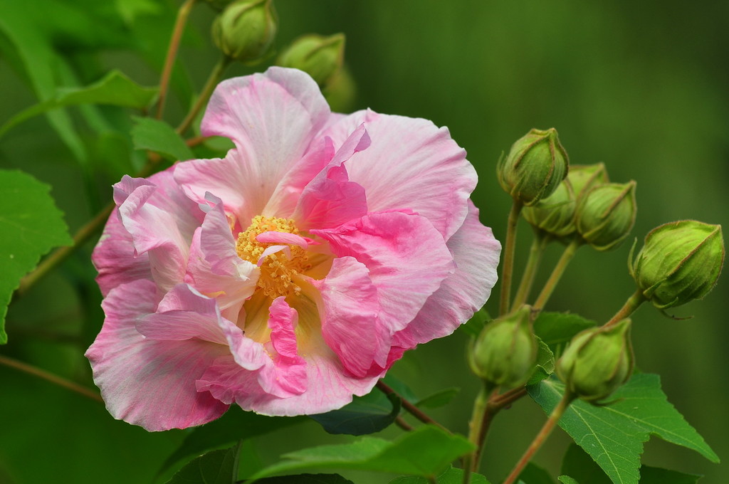 草本木槿花