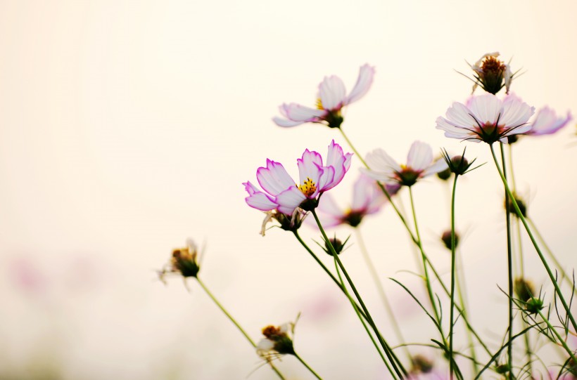 清纯淡雅格桑花图片