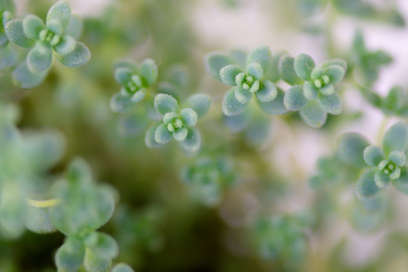 多肉植物圖片