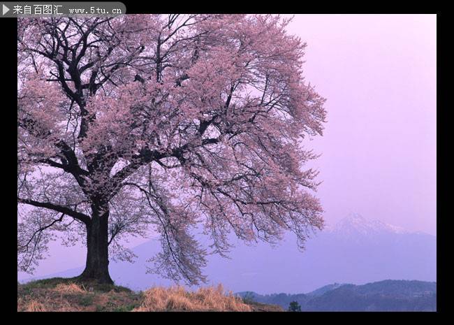 唯美夢幻的日本櫻花圖片欣賞