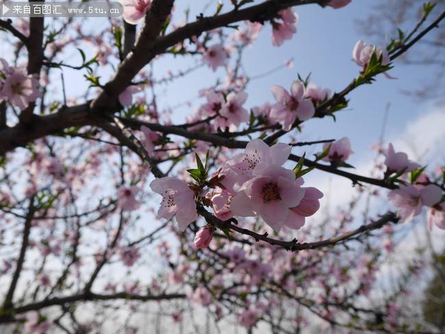 春天桃花風(fēng)景圖素材欣賞