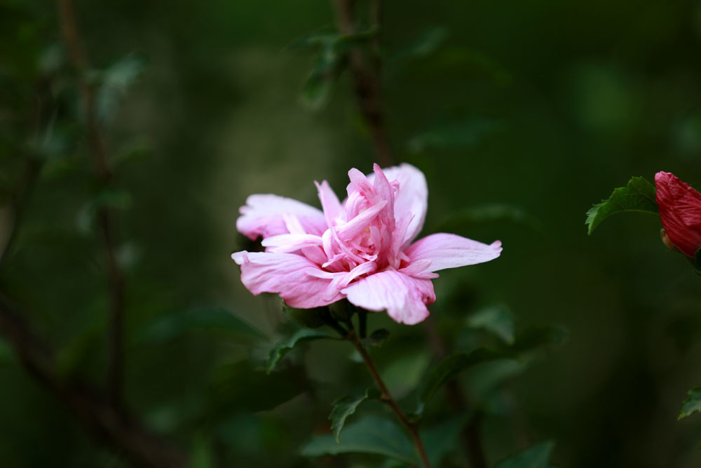 重瓣的木槿花