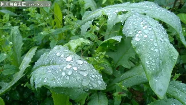 菜园的绿色有机蔬菜图片