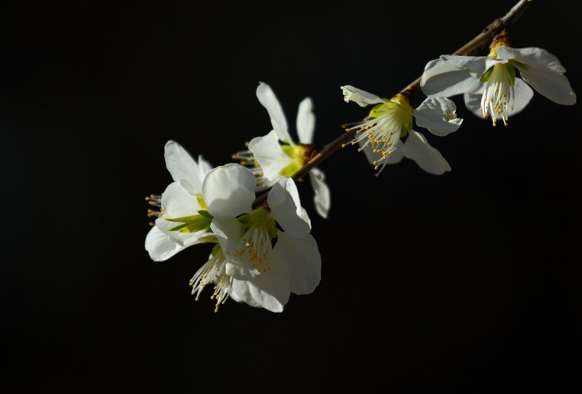 山桃花图片