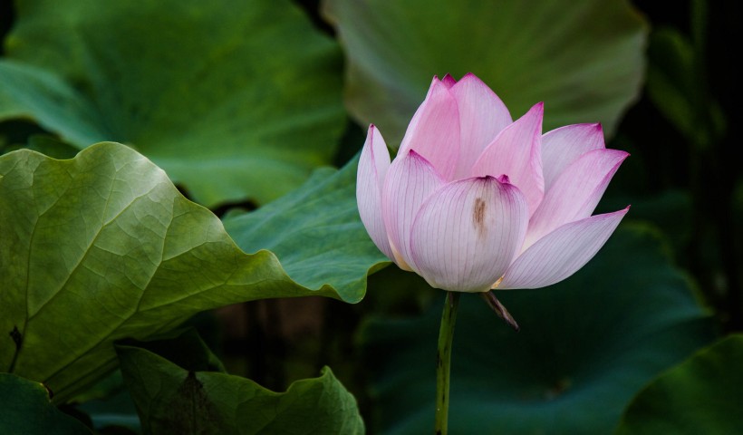 荷花图片