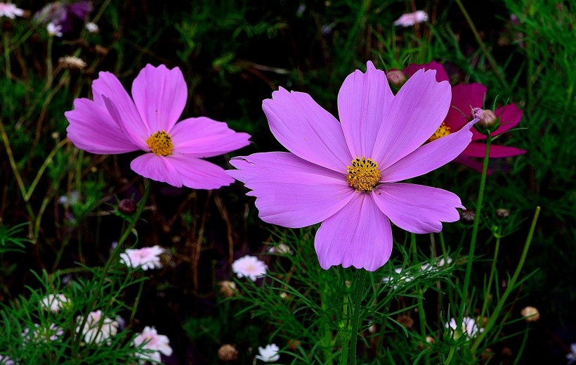 格桑花圖片