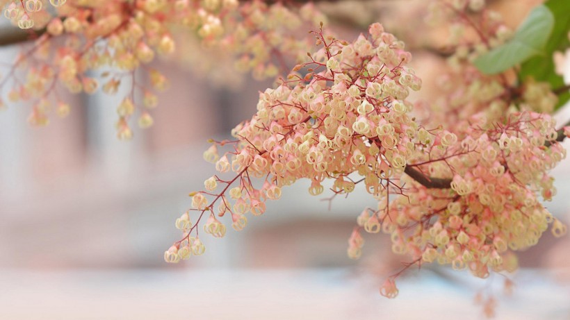 苹婆花图片