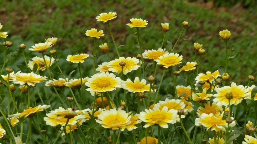 黃色茼蒿花圖片