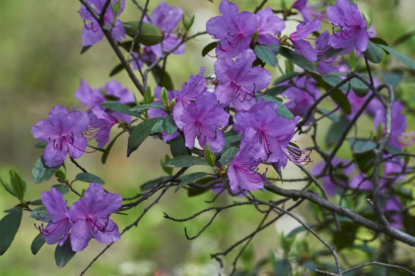 达子香花图片