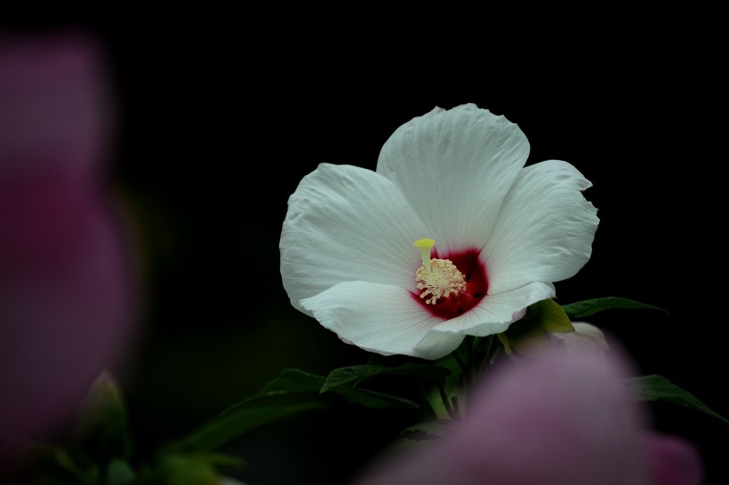 各种颜色的芙蓉花图片