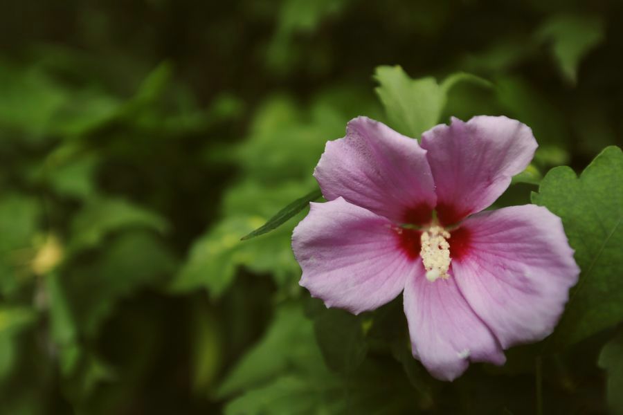 广角拍木槿花