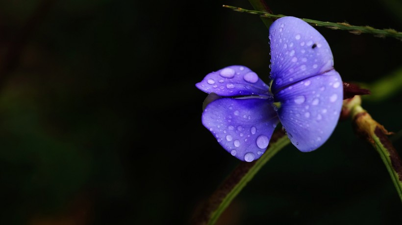 清新豆角花圖片