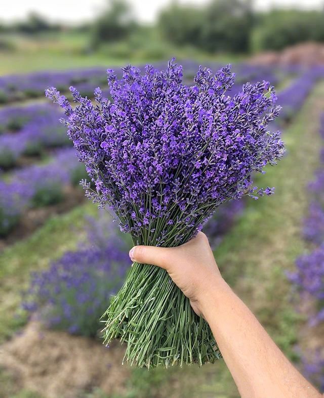 一組紫色簡單好看的薰衣草花束圖片欣賞