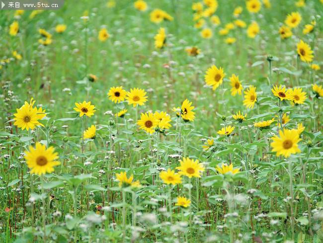 野外的黃菊花攝影圖片