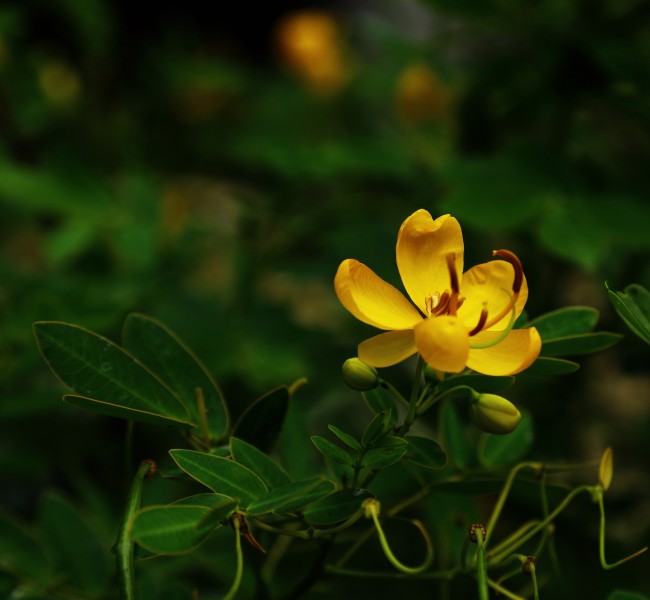 決明子花圖片