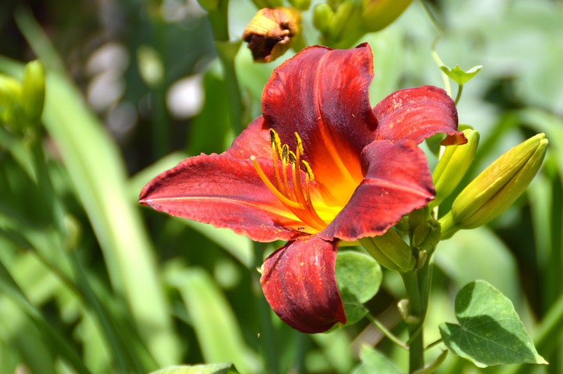 百合花圖片