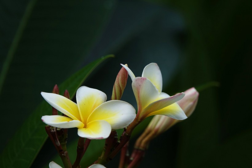 鸡蛋花图片