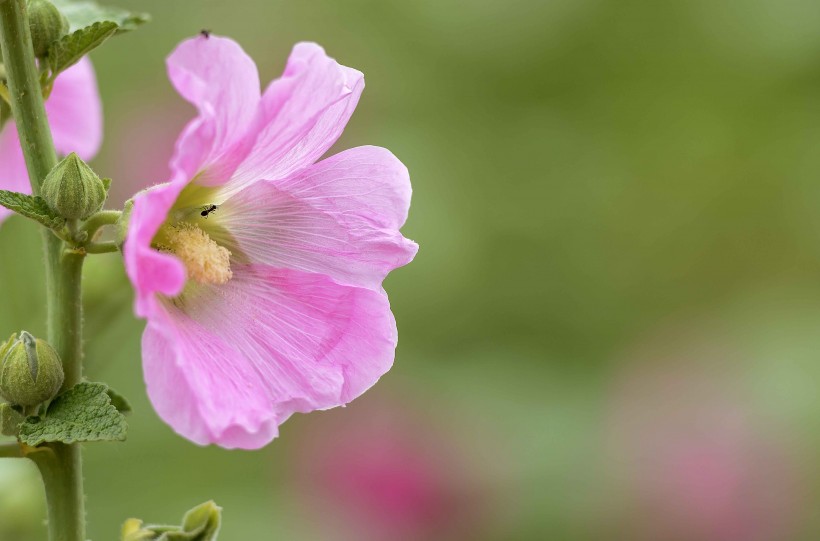 蜀葵花图片