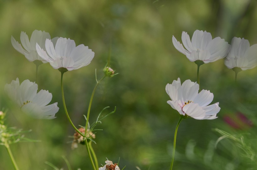 格桑花图片  