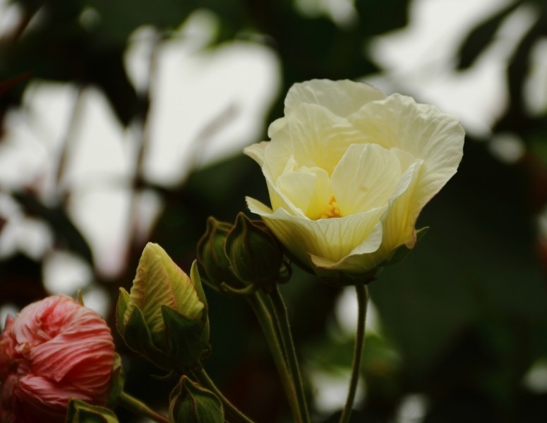 芙蓉花圖片