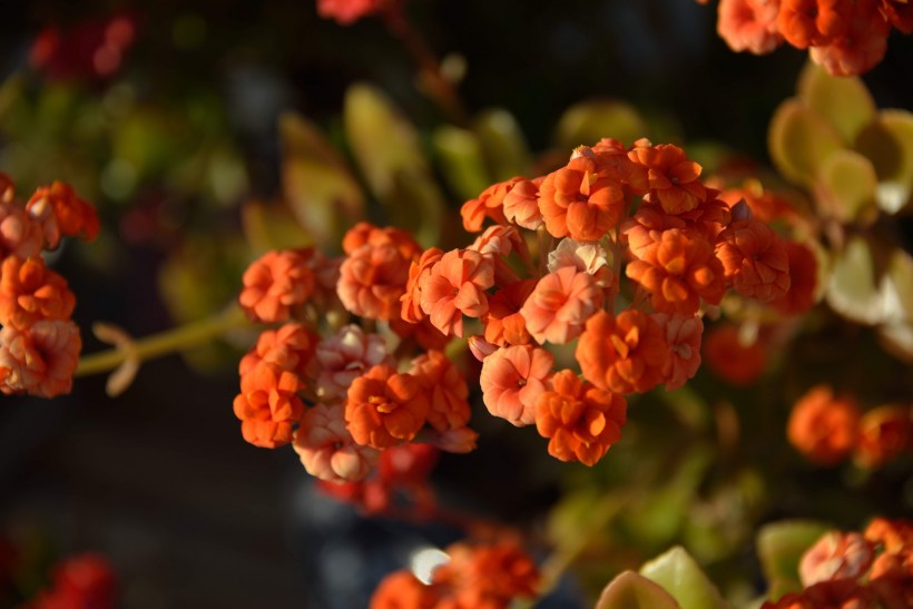 長(zhǎng)壽花圖片