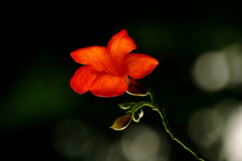 艳丽凌霄花图片