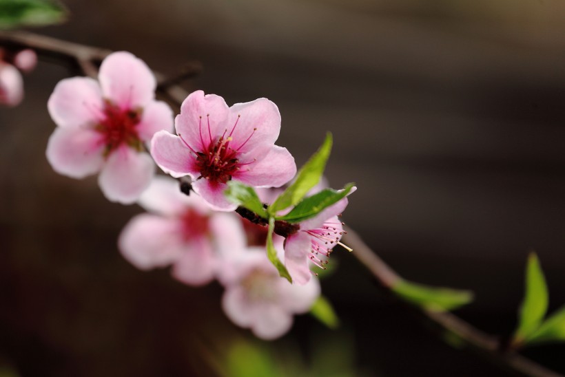 桃花圖片